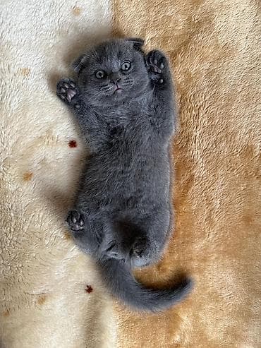 pişiy pulsuz: Şotland yastı qulaq — 2