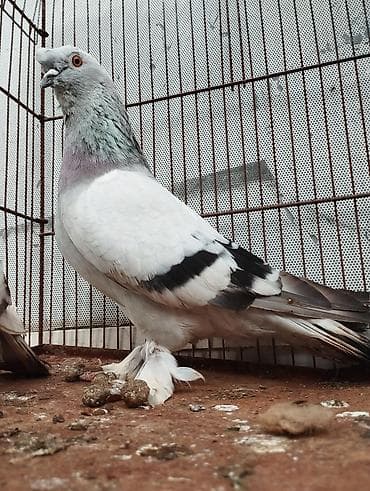 halep keçisi satilir: Təmiz Qan Takla Sağlamlamlıqlarına Cavabdehəm Real Alıcıya Endirim — 2
