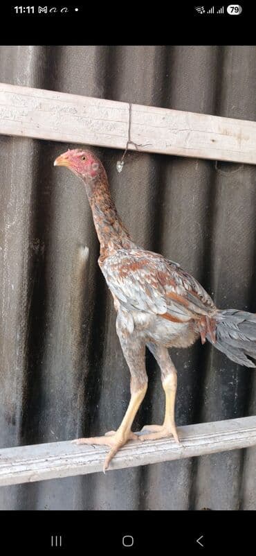 золотая шиншилла котенок: Курица, Для разведения, Доставка в районы — 1