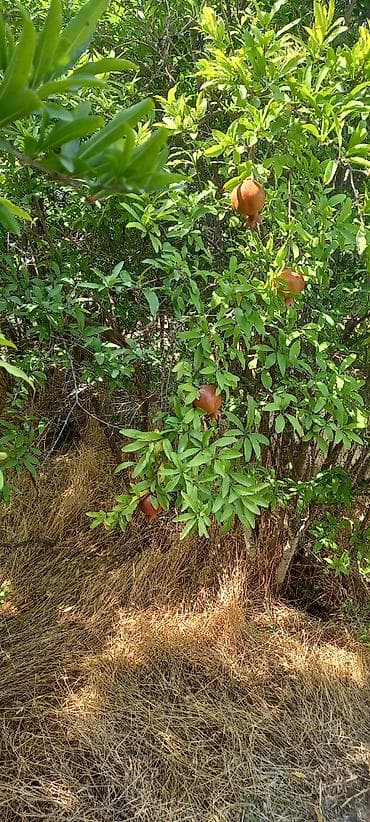 Qarajlar: 50 sot, Mülkiyyətçi, Kupça (Çıxarış) — 7