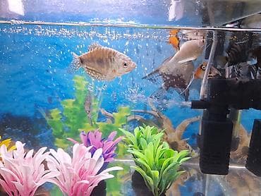 tap az qusar heyvanlar: 2 Akvarium Baliqlar hamsi birlikde 100 Manata satilir 051 920 19 91 — 2
