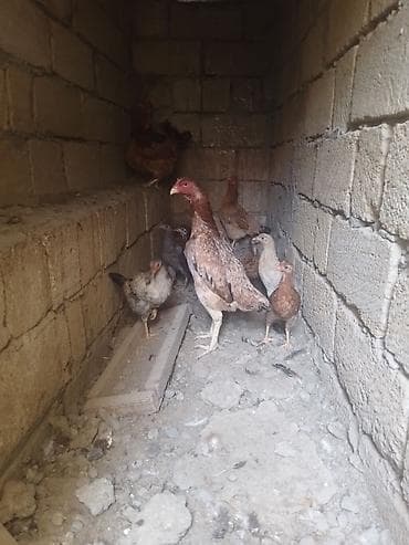 tap az pitbull: Toyuq, Damazlıq — 1