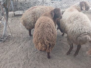 Qoyunlar – yerli ətlik/yunluq sürü - Şəkillərdə bir neçə baş yerli