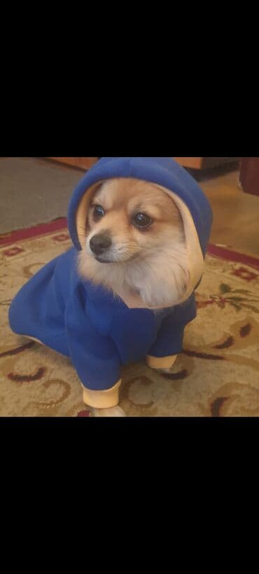 доберман цена баку: Şpitz, Dişi — 2