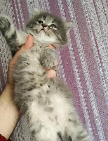 goyercinler satisi: Tabbi, Erkək, Dişi — 2