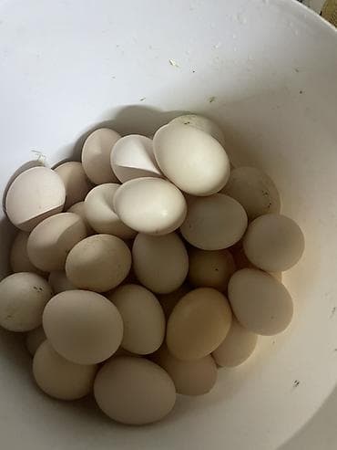 Serebristi, Xarkov və Avstralop mayalı toyuq yumurtaları. Hər gün