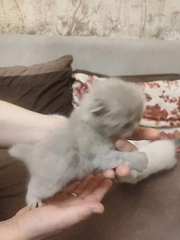 qoyun heyvan: Britan — 10