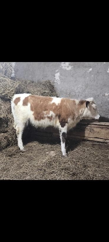 Mal-qara – cins buzov dişi göstərilməyib) - Rəng: açıq-qonur və ağ