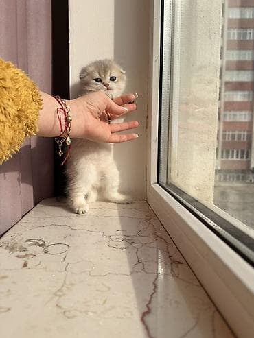 itler sekilleri: Şotland yastı qulaq, Dişi — 2