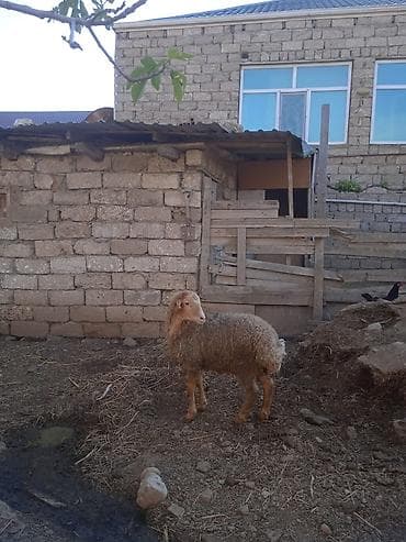 100 l akvarium: Erkəy quzu satilir 15 klo əti var qurbanlığa yarayır — 2