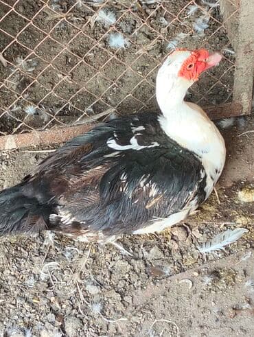 cins inekler: Lal ördəyi (Cairina moschata) – iri cins. - Rəng: qara-ağ qarışıq — 1