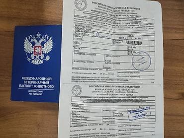 alman itleri: Şpitz, 2 ay, Erkek, Peyvəndli, Pulsuz çatdırılma, Rayonlara çatdırılma — 2