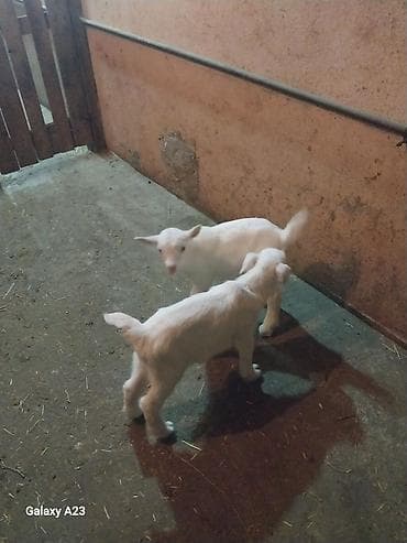 it adlari xarici: Məhsul: Ağ sanen oğlaq balaları (4 ədəd) Təsvir: - Şəkildə ağ tüklü — 3