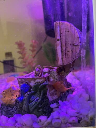Грызуны: Akvaryum komplekti İçində 2 ədəd pilesos balıqla birlikdə satılır — 8