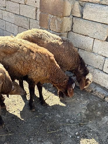 erkək danalar: Tam sağlam qırmızı qoçlardı damazlıq istəyən olsa əlaqə saxlasın ünvan — 1