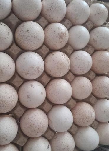 yumurta yağı: Hind quşü Amerikan bron Kanada sortu yumurtası - Təsvir: Şəkillərdə — 2