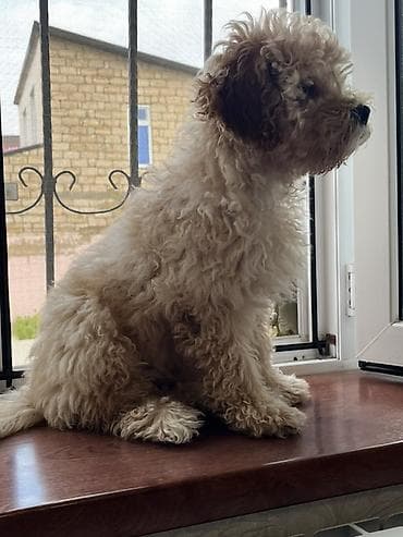 zvonok it satilir: Pudel, 4 ay, Erkek, Peyvəndli — 4