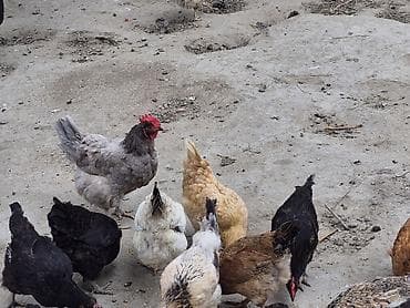 dağ toyuğu: Kənt toyuqları.19 ədəddi. İçində tükünü dəyişəndə var.Saglam — 2