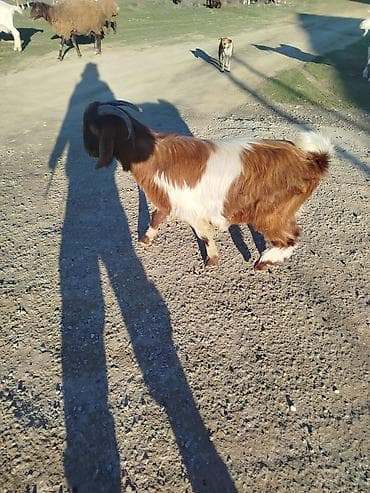 Inəklər, öküzlər: Satlıq erkək keçi 300 AZN qiymet sondu 17 di 20 arada eti olar qiymətə — 2