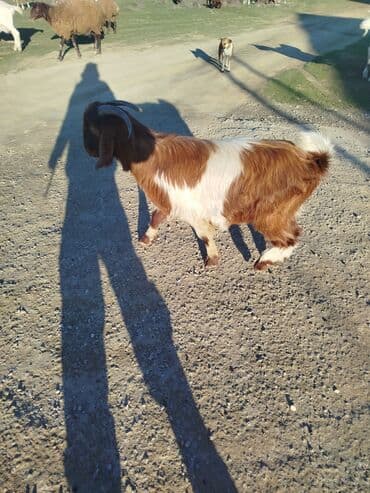 Гуси: Məhsul: Təkə (2 baş)
balaca erkekdi 135 AZN böyükde erkekdi 320 azn — 4