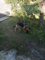 pitbul balası: Pitbul, 2 ay, Dişi, Peyvəndli, Ünvandan götürmə — 6