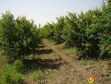 Qaraməryam kəndi bağ torpağı hər ağac var içində bələdiyyə sənədi ilə