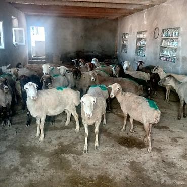 haski balasi satisi: Dişi, il: 3, 45 kq, Damazlıq, Ünvandan götürmə — 4