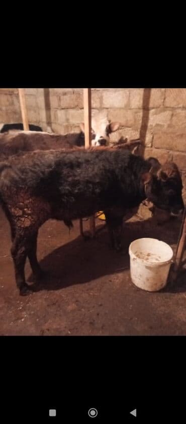 balaca dana: Erkək danalar 
satılır istəyən əlaqə saxlasın — 2