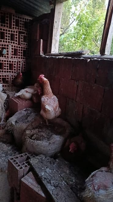 Toyuq, Yumurtalıq