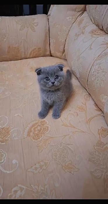 balaca itlər: Şinşilla, Dişi — 1