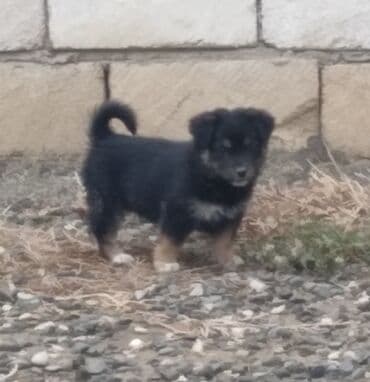 1 ay, Dişi, Ünvandan götürmə