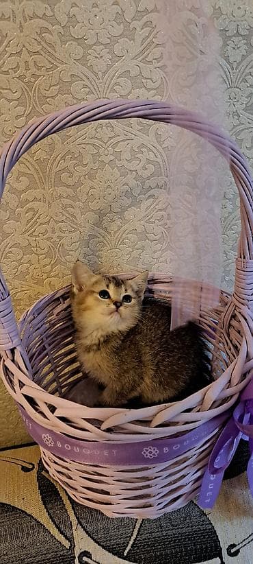 отдам в добрые руки: Şirin balaca pişik yastıqlı bənövşəyi hədiyyə səbətində - Cins: ev — 1