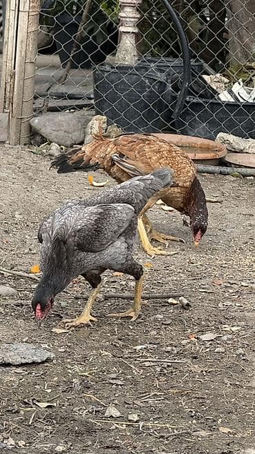 Toyuq cücələri, Damazlıq