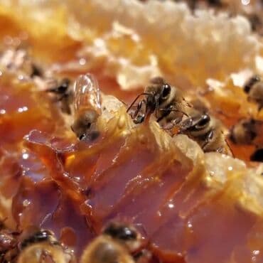 şüşə konfet: Təbii arı balı – şüşə bankalarda Məhsul təsviri: - Qızılı-çəhrayı — 4