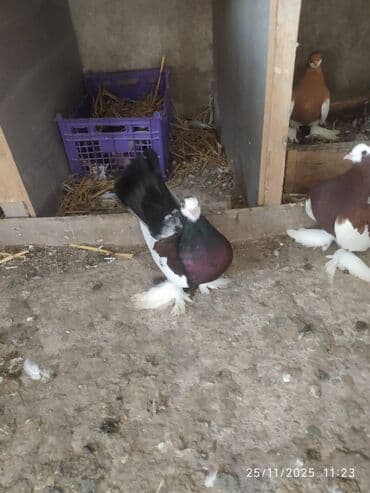 en cox yumurta veren toyuqlar: Tam sağlam quşlardır — 3