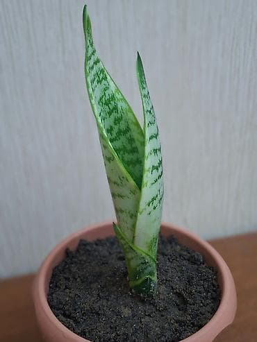 qizil gul buketi: Sansevieriya "Laurentii" Kök atmış sansevieriya (qaynana dili) — 3