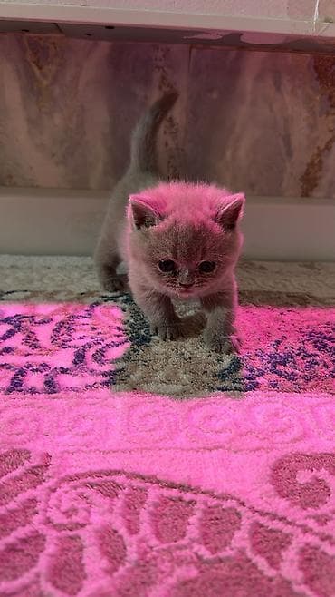 pişik pers: Британская — 5