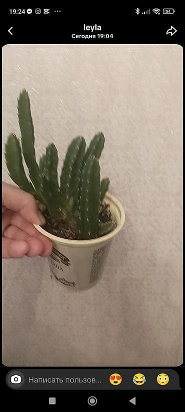 Otaq bitkiləri kolleksiyası – şirəli və asan qulluq tələb edən növlər