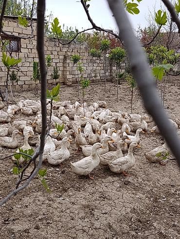 cins heyvanlar: Məhsul: 9 aylıq Pekin ördəkləri Təsvir: - Cins: Pekin - Yaş: 9 aylıq — 3