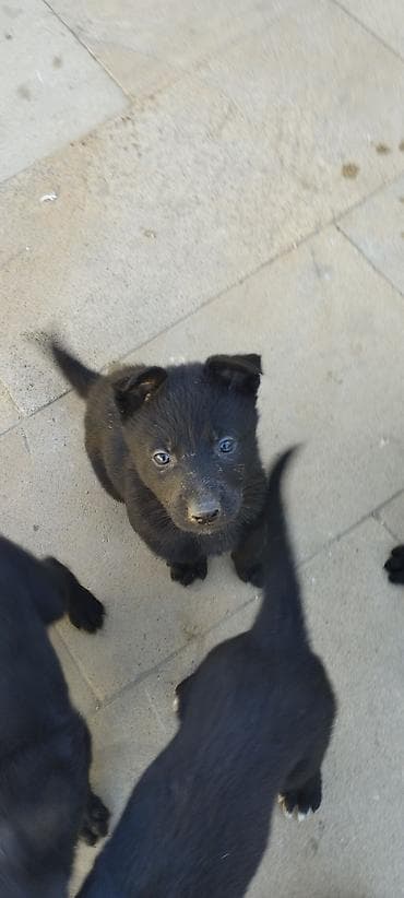 bala it sekilleri: Qara rəngli balaca it balaları - Cins: qarışıq tip (qara, qısa/orta — 3