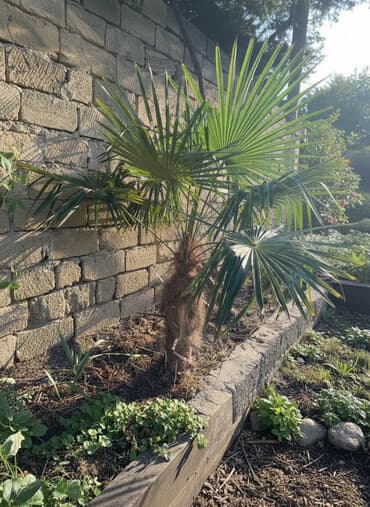 vələs ağacı: Palmalar satişda 2 eded. Uzunlugu 1,5 metre. Baki şeherinde — 2