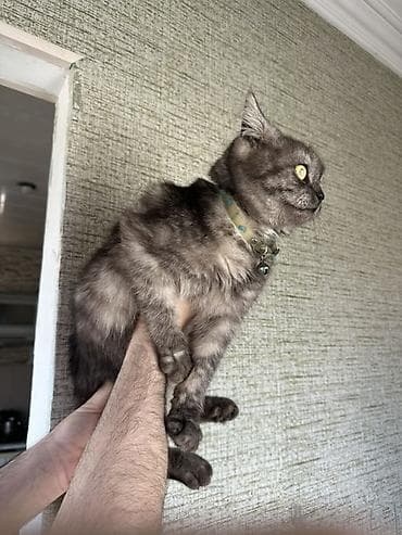 pisik ucuz: Gözəl tüylü pişik – dumanı xatırladan boz-qara rəng keçidləri, yanar — 3
