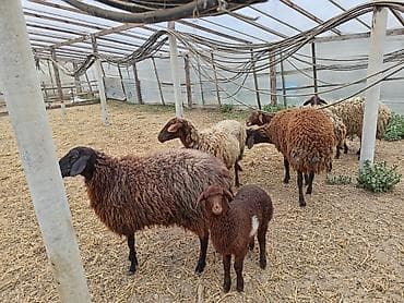 Gəmiricilər: Dişi, Qala, il: 1, 50 kq, Damazlıq, Ünvandan götürmə — 2