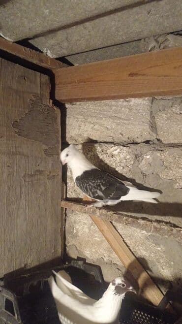 arpanın qiyməti: 4ədəd quşdu içində 1 ədəd türk göyərçini var onun tək qiyməti 30 — 3