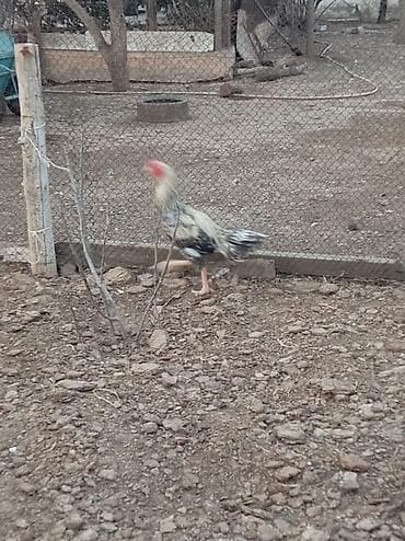 etlik inek cinsleri: Cins xoruz – uzunboylu, çevik və aktiv. Rəngi açıq krem–boz tonlarda — 2