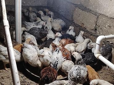 Toyuq cücələri, Damazlıq