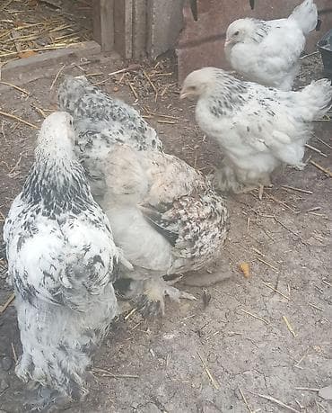 kend cucesi: Cins toyuq balaları – tüklü pəncə (pəncələri lələkli) ləhçəli — 3