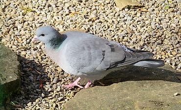 Təbii Quş Gübrəsi – Göyərçin Peyini 1 kisə – 7 AZN Orqanik bağ və lalafo.az -da Təbii Quş Gübrəsi – Göyərçin Peyini 1 kisə – 7 AZN Orqanik bağ və