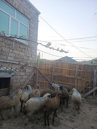 erkək quzu: Erkəy quzu satilir — 3