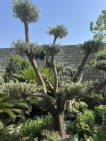 hilba bitkisi nedir: BAĞBAN ART 🌱 Otaq, bağ və landşaft üçün dekorativ və meyvə — 3